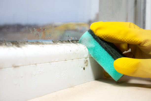 Best Mold Damage Repair  in Foxfire, NC