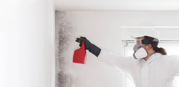 Professional Mold Removal in Foxfire, NC