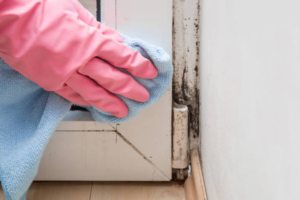 Best Certified Mold Removal  in Foxfire, NC