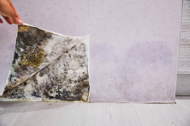 Best Office Mold Removal Services  in Foxfire, NC